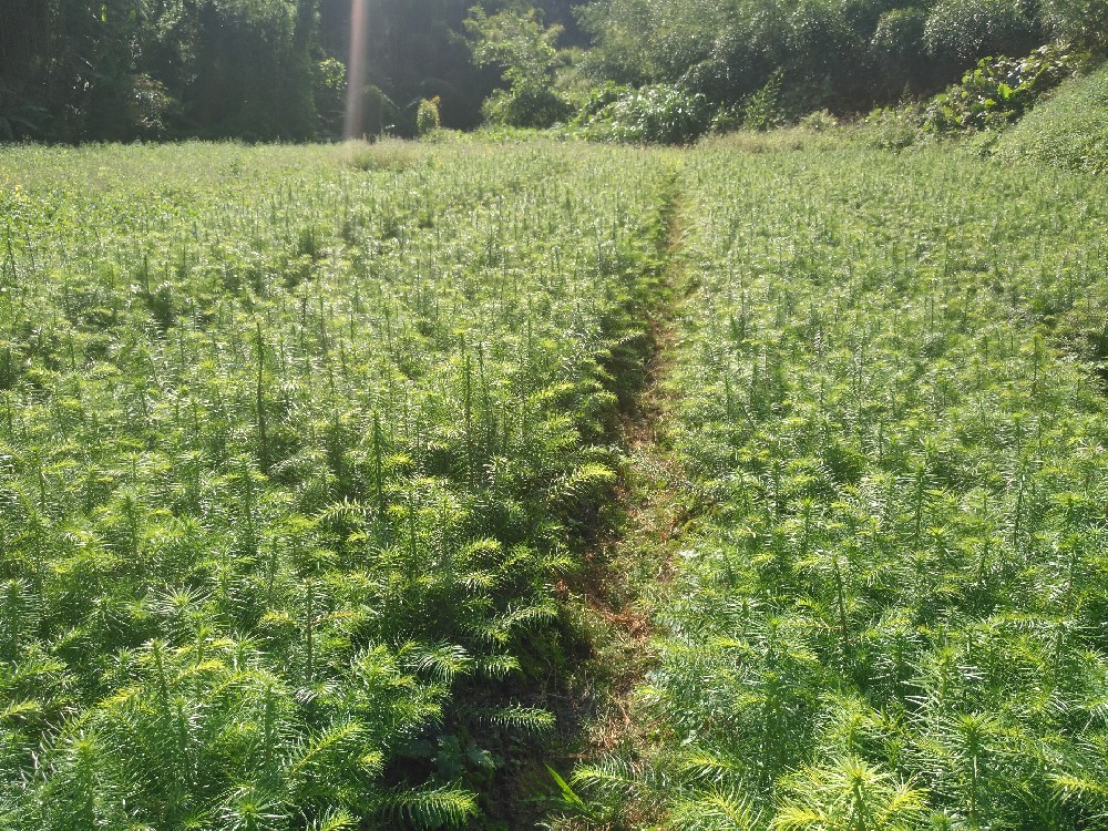 1671157134312443 杉木1.jpg