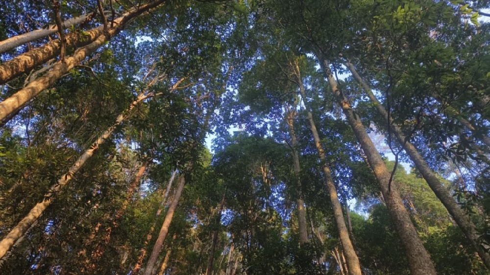 《林木科普》第三期：看一缕楠香，如何穿越历史烟云，诉说人与森林共生的智慧与责任
